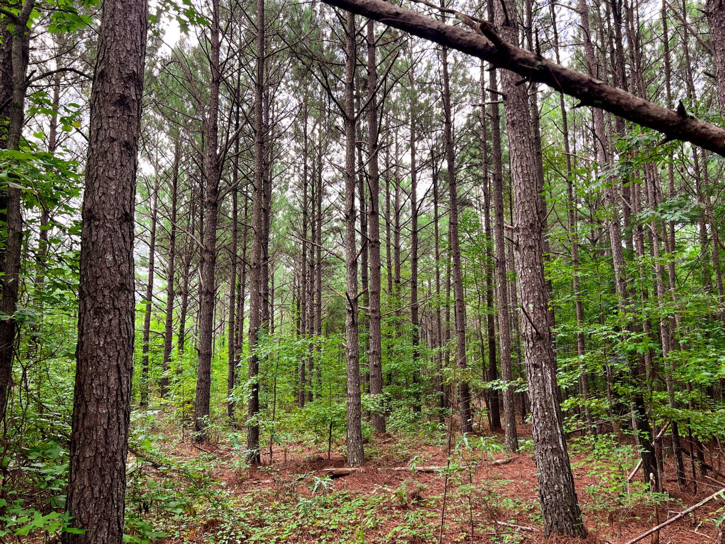 Open Georgia land purchased by Maxfield